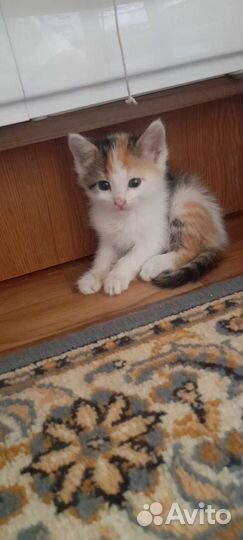 Котята в добрые руки бесплатно