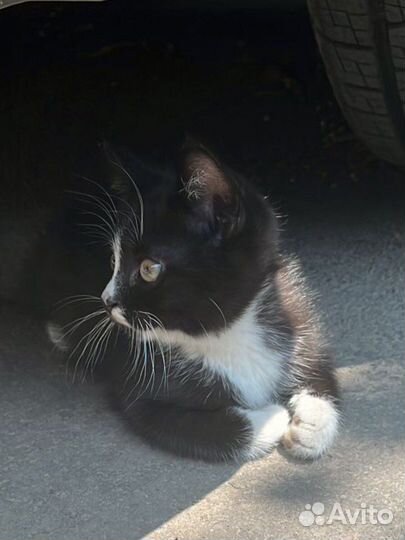 Котенок в добрые руки