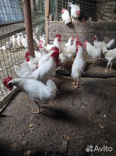 Молодые петушки