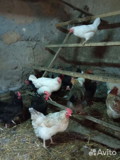 Куры несушки