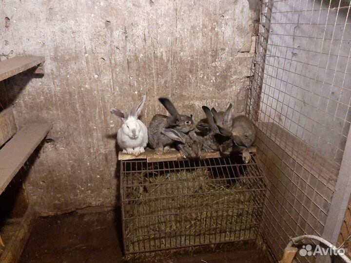 Продам кроликов