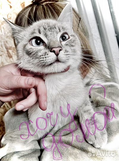 Кошка