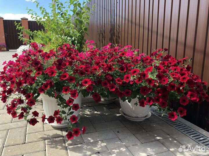 Ампельные каскадные петунии