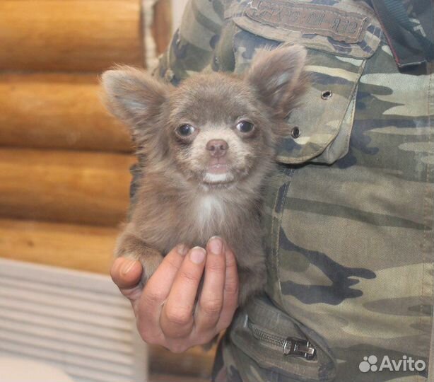 Чихуахуа Лиловая Ми-Ми