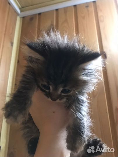 Котята сибирской кошки