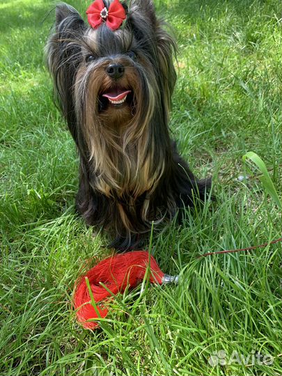 Йоркширский терьер для вязки