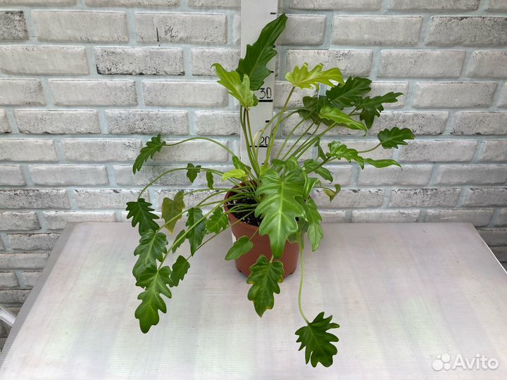 Редкие Филодендроны из питомника растений