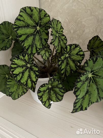 Бегония разная