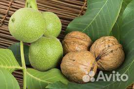 Грецкий орех саженцы