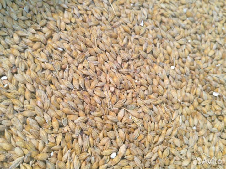 Пшеница, ячмень,овёс,горох