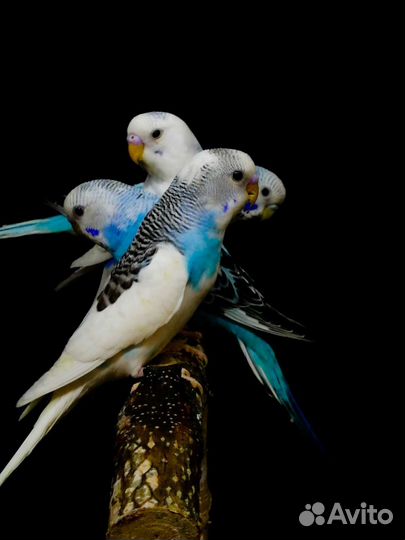 Волнистый попугай птенцы