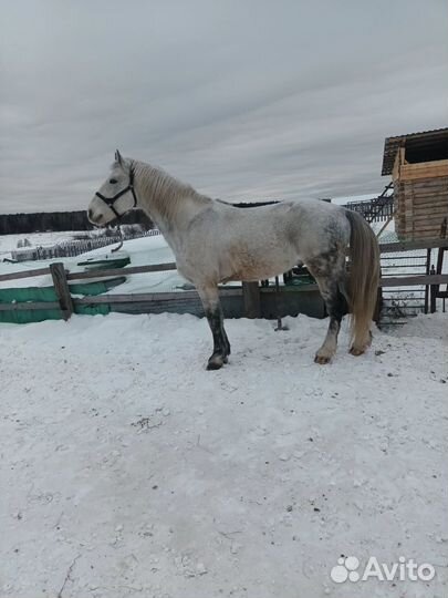 Орловский рысак