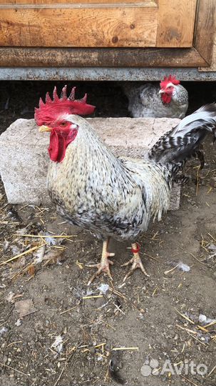 Ия породных кур