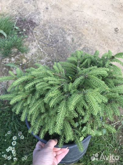 Ель нидиформис