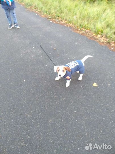 Зимняя куртка для собак