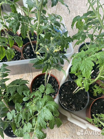 Рассада помидор