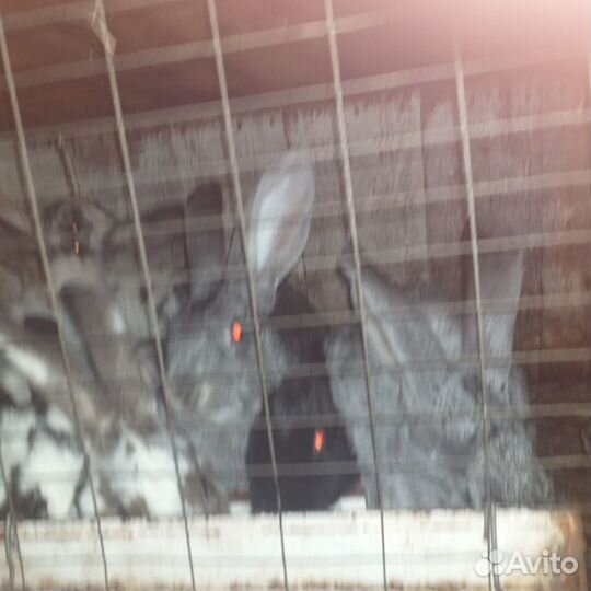 Продаются кролики