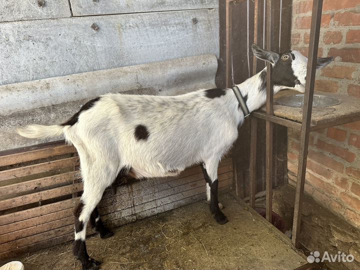 Козы и козлята