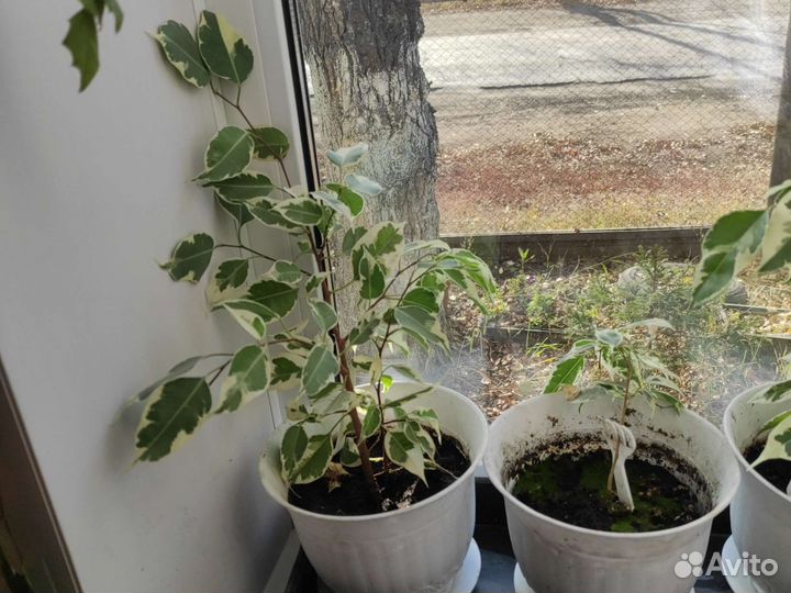 Фикус Бенджамина