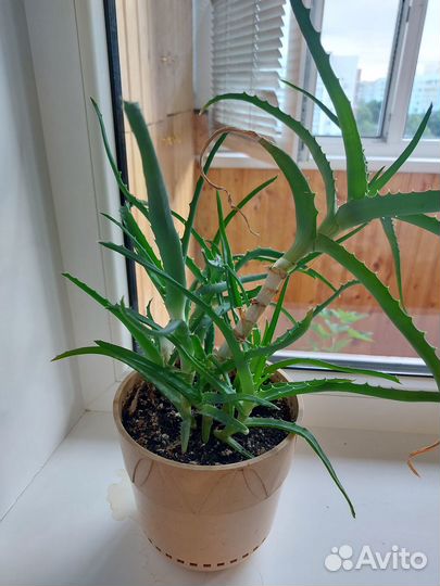 Алоэ лечебный