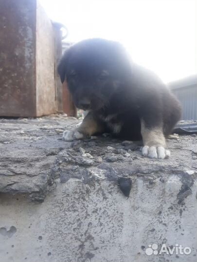 Отдам в добрые руки