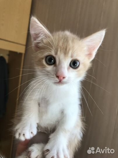 Котята с голубыми глазами