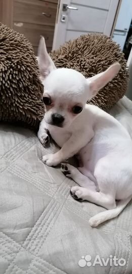 Щенки чихуахуа