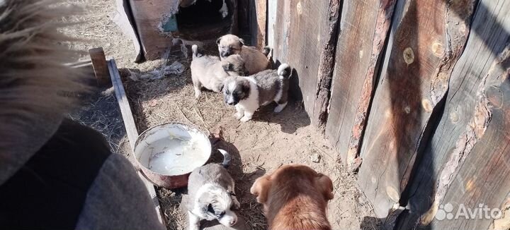 Щенки