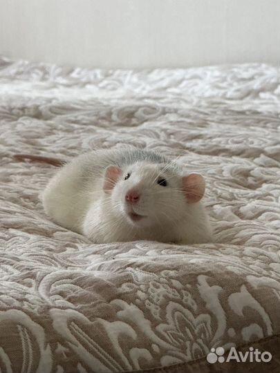 Передержка грызунов