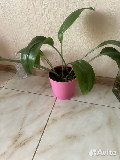 Эухарис амазонская лилия