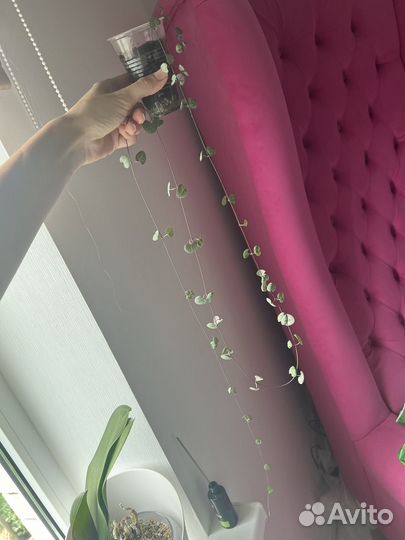 Пеперомия, церопегия вуда, агава