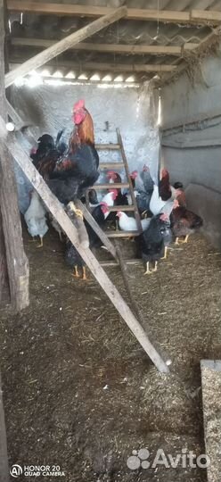 Молодые петухи