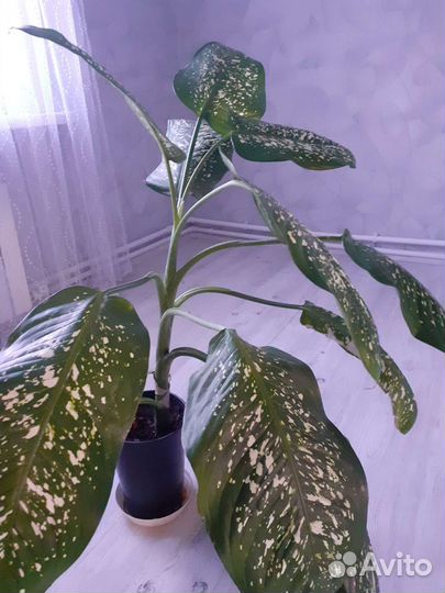 Диффенбахия