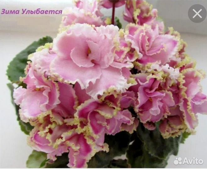 Сортовые фиалки