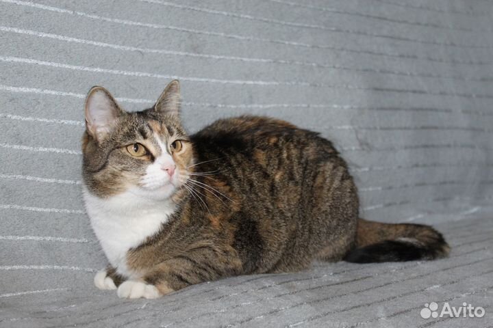 Кошка в дар бесплатно