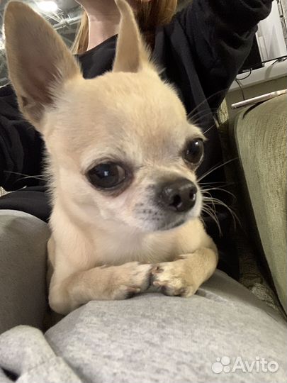 Вязка чихуа