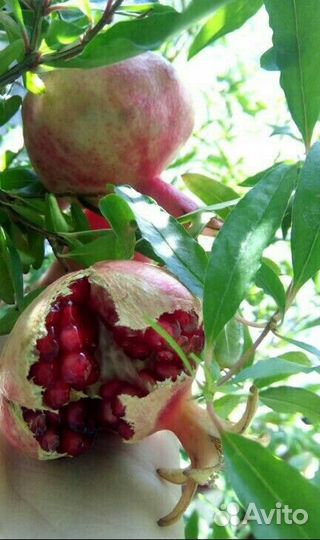 Мирт. Инжир. Гранат