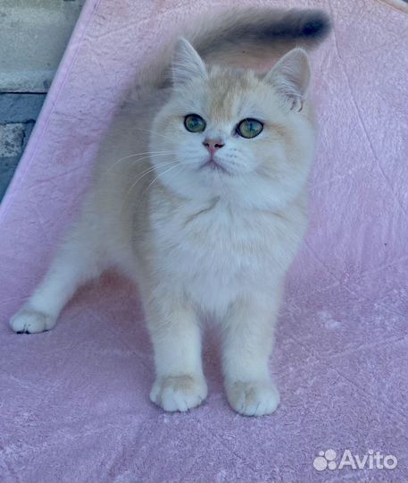 Нежный слоник