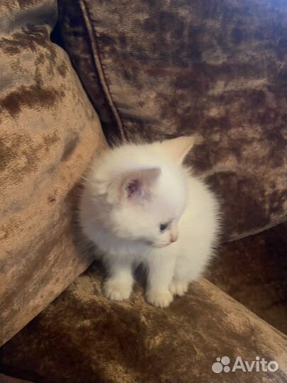 Котята
