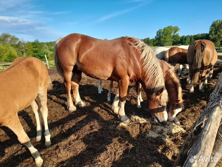 Продам жеребца тяжеловоза 6 лет