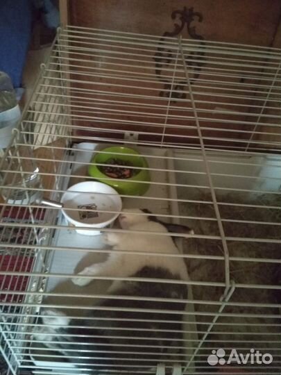 Клетка для кролика большая