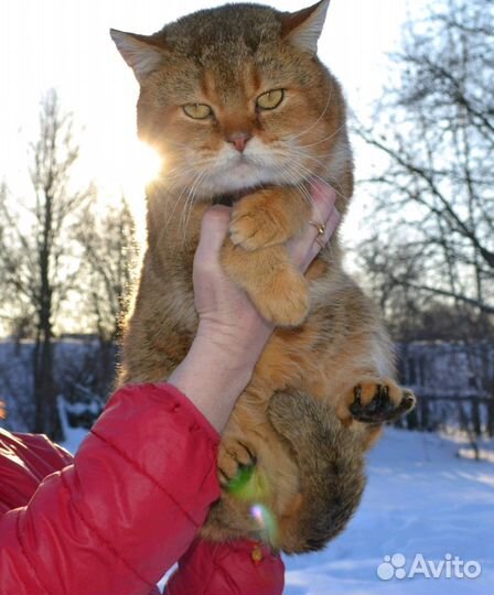 Вязка с золотым котом