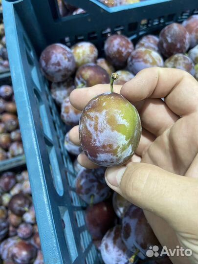 Слива Кабардинка