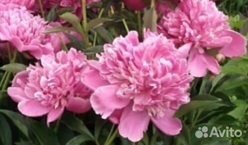 Пионы саженцы корни