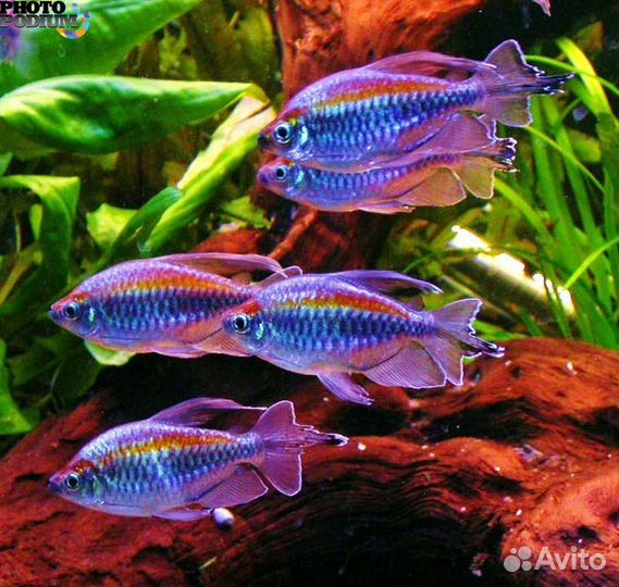 Аквариумные рыбки