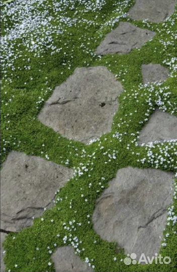 Многолетники для сада цветы