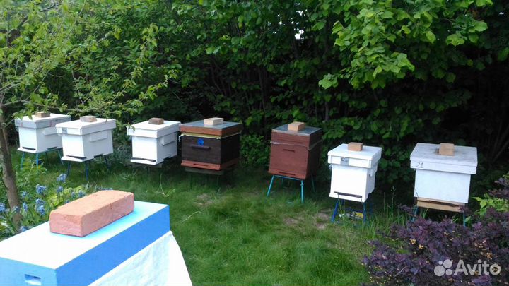 Пчёлы, пчеломатки 22г, пчелопакеты, ульи,инвентарь