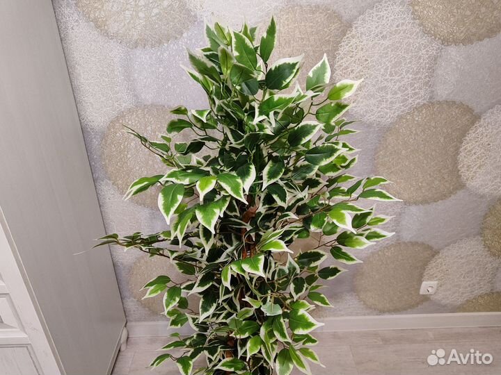 Фикус бенджамина пестролистный искусственный