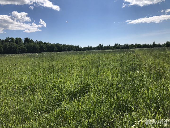 Сено в рулонах 2024