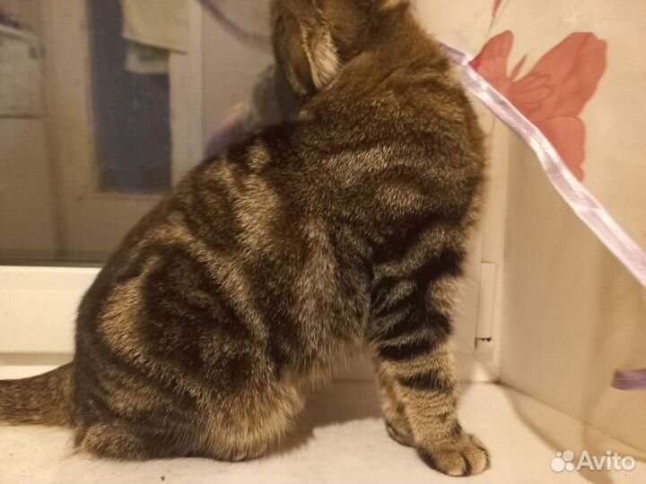 Отдам Шотландская вислоухая кот и кошка